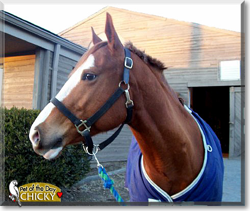 Chicky, the Pet of the Day