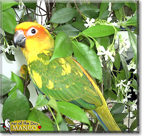 Mango, the Pet of the Day