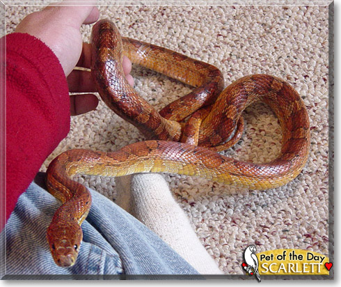 Scarlett, the Pet of the Day