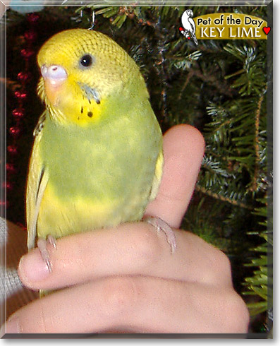Key Lime, the Pet of the Day