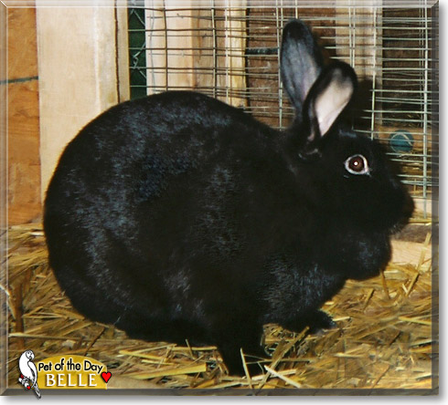 Belle, the Pet of the Day Belle, the Pet of the Day