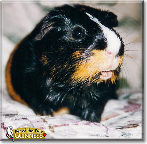 Guinness, the Pet of the Day