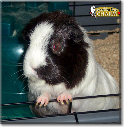 Charm, the Pet of the Day Charm, the Pet of the Day