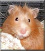 Cinnamon