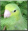Tutii