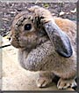 Truffle