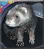 Cooper