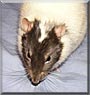 Skunk