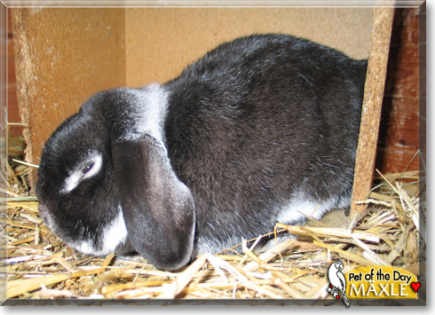 M&auml;xle, the Pet of the Day