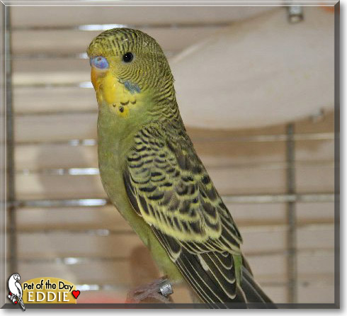 Eddie, the Pet of the Day Eddie, the Pet of the Day