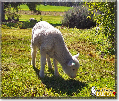 Buddy, the Pet of the Day