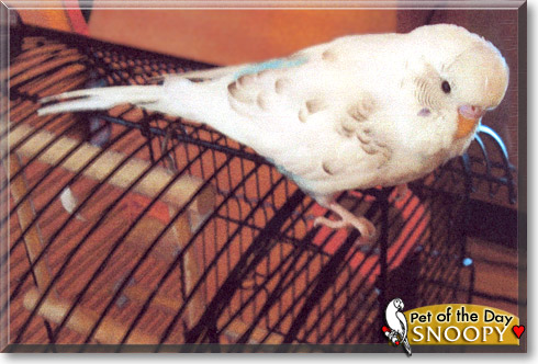 Snoopy, the Pet of the Day