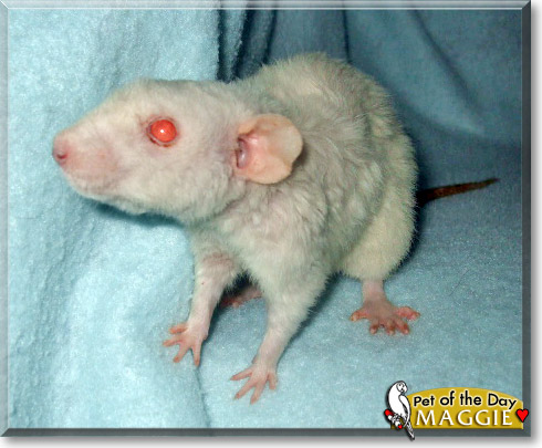 Maggie, the Pet of the Day