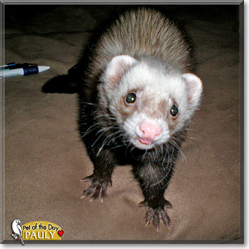Pauly, the Pet of the Day