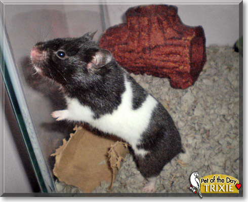 Trixie, the Pet of the Day
