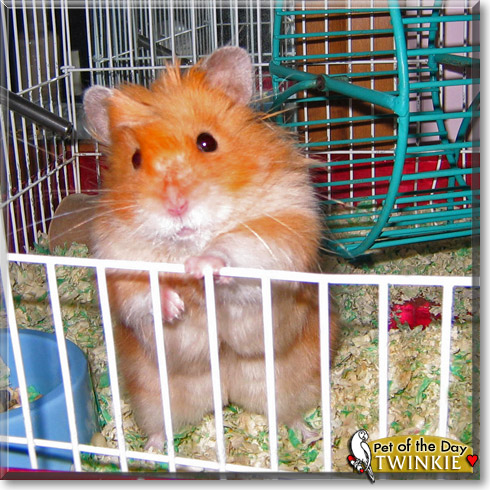 Twinkie, the Pet of the Day
