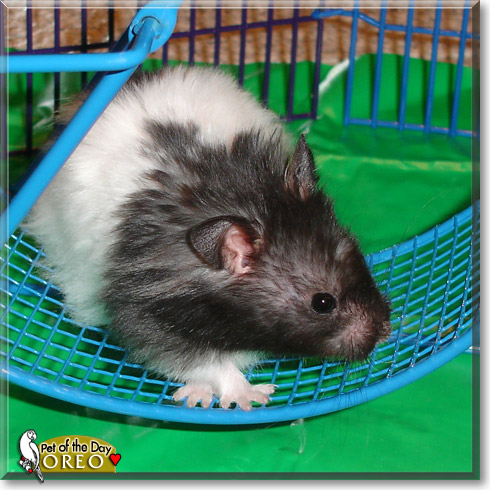Oreo, the Pet of the Day