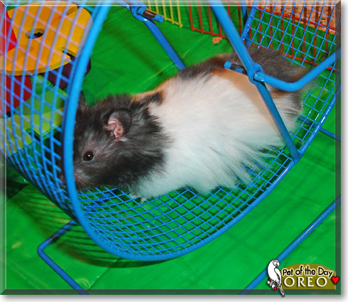 Oreo, the Pet of the Day