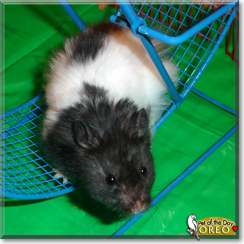 Oreo, the Pet of the Day