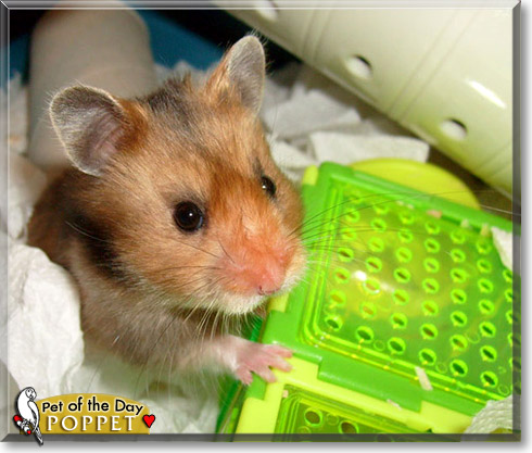 Poppet, the Pet of the Day
