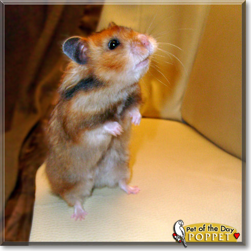 Poppet, the Pet of the Day
