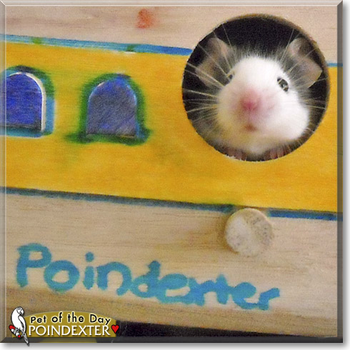Poindexter, the Pet of the Day