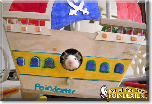 Poindexter, the Pet of the Day