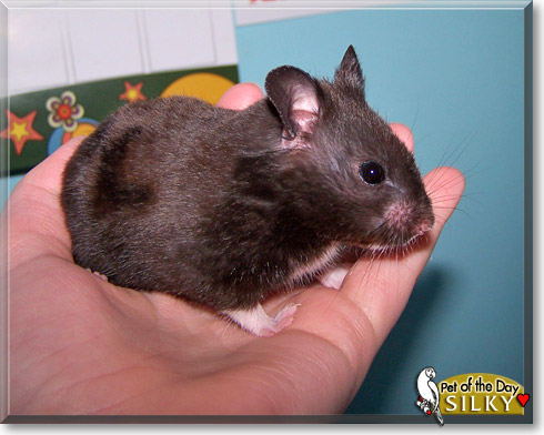 Silky, the Pet of the Day