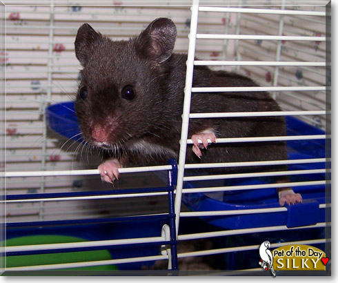 Silky, the Pet of the Day