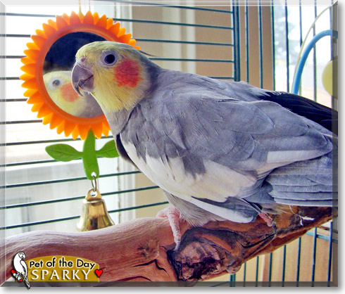 Sparky, the Pet of the Day Sparky, the Pet of the Day