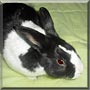 Thumper