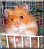 Twinkie
