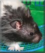 Oreo