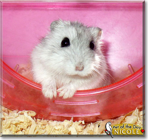 Nicole, the Pet of the Day