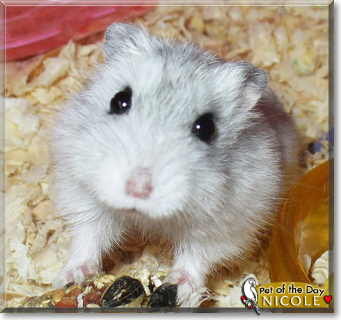 Nicole, the Pet of the Day