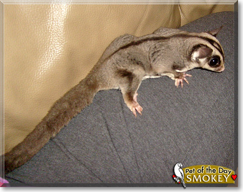 Smokey, the Pet of the Day