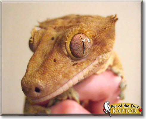 Raptor, the Pet of the Day