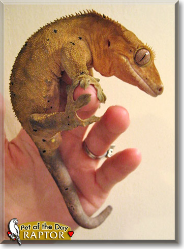 Raptor, the Pet of the Day