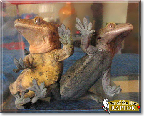 Raptor, the Pet of the Day