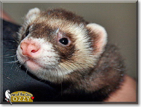 Ozzy, the Pet of the Day