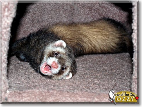 Ozzy, the Pet of the Day