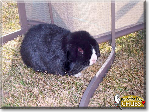 Chubs, the Pet of the Day
