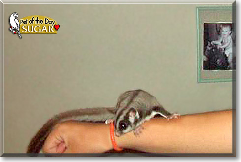 Sugar, the Pet of the Day