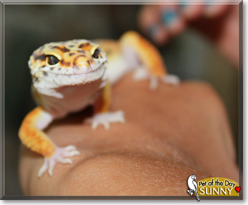 Sunny, the Pet of the Day