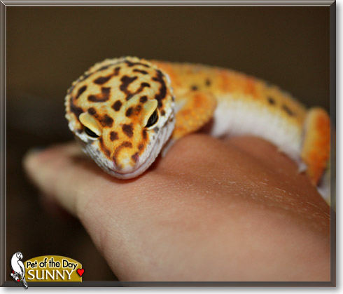Sunny, the Pet of the Day