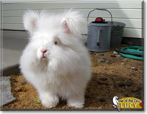 Lucy, the Pet of the Day