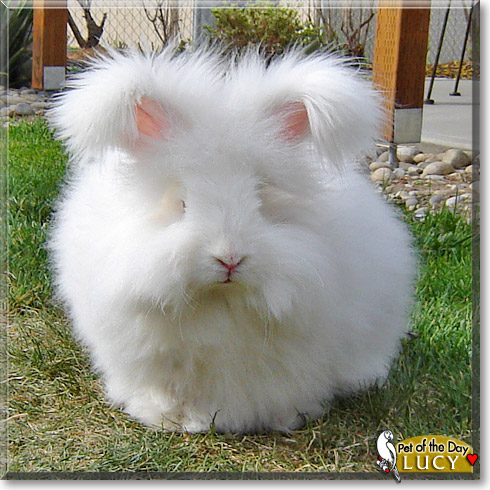 Lucy, the Pet of the Day