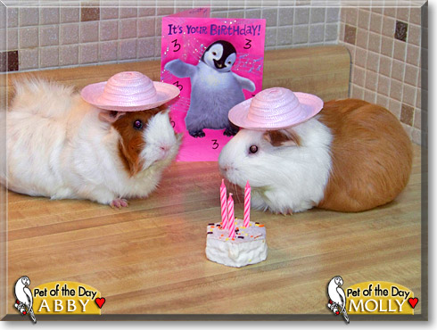 Abby, Molly, the Pet of the Day Abby, Molly, the Pet of the Day