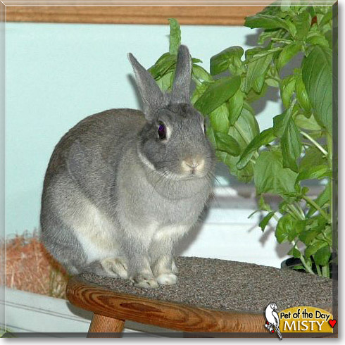 Misty, the Pet of the Day