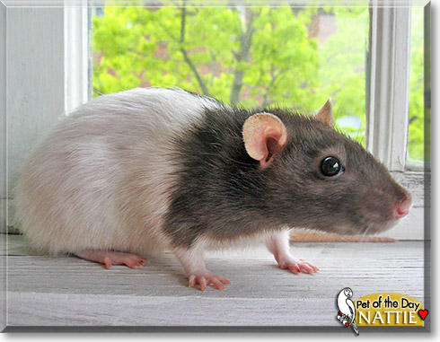 Nattie, the Pet of the Day